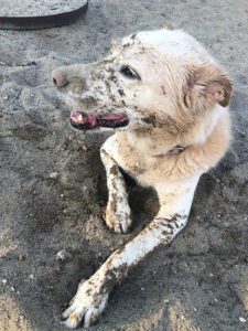 pet-sitting-dog-in-sand A dog is laying in sand. He just got done playing and the sand is all over him as well.