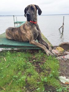 pet-sitting-dog-lake A large Great Dane is laying on a dock at a lake.