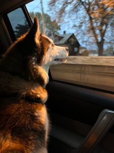 pet-sitting-dogs-in-car A dog is in a car looking out the window.