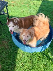 pet-sitting-dogs-in-pool Two dogs are having fun in a collapsible kiddie pool.
