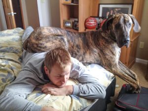 pet-sitting-dogs-on-bed A man is laying on a bed with a very large Great Dane dog sitting on his back.