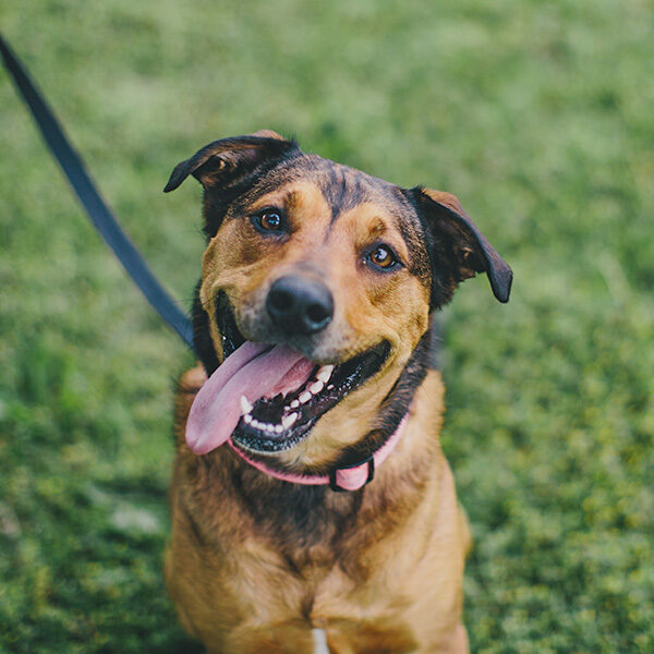 A dog on a leash is looking at the camera.