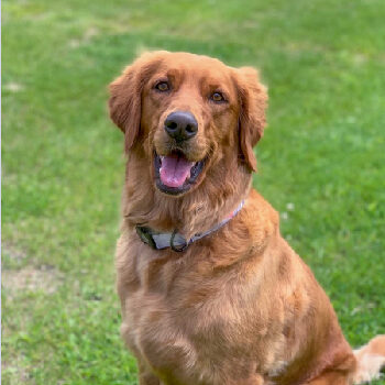 home-pet-services A dog is sitting in a lawn looking at the camera.
