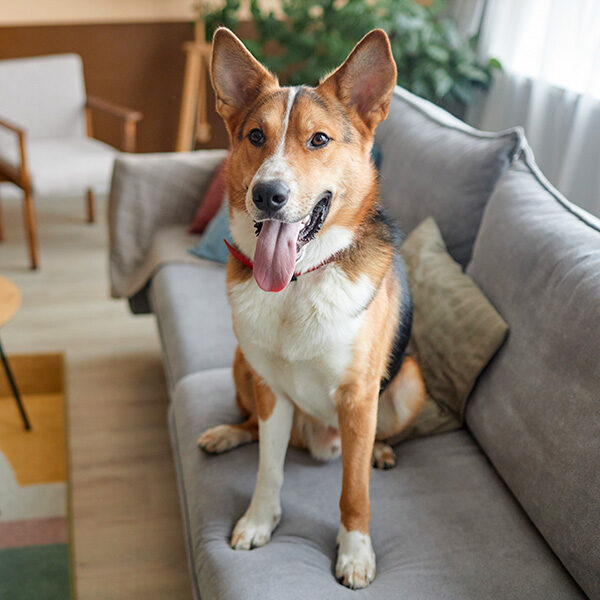 A dog sitting on a couch.