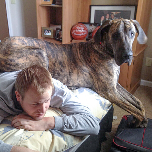 pets-of-any-size A man and Great Dane are laying on a bed.